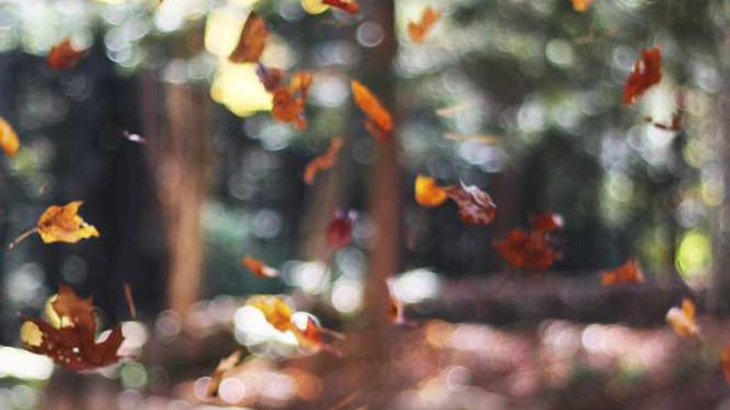 فاجعه در کمپبلز: معاون فناوری اطلاعات ادعای عجیب درباره گوشت چاپ‌شده با 3D!