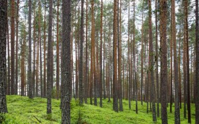 عامل‌های عمیق (Deep Agents): نسل جدیدی از هوش مصنوعی با برنامه‌ریزی و زیرآنت‌ها